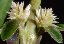 Image: P.B. Heenan © Landcare Research 2014 